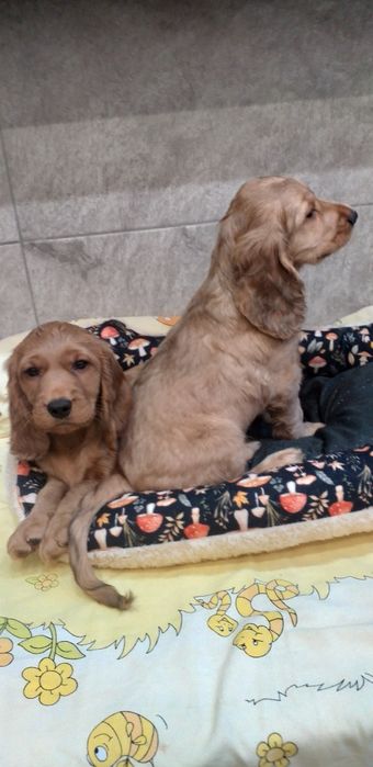 Cocker  spaniel  szczenię