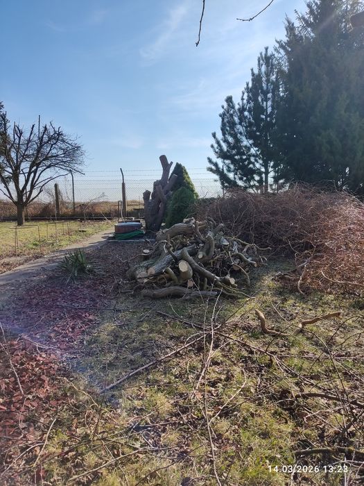 Oddam za darmo drewno.