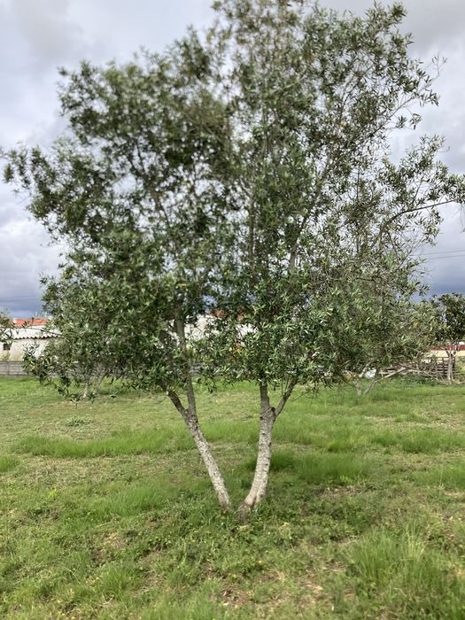 Oliveiras para jardim ou replantar.