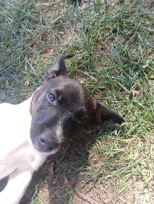 Jack Russell Terrier