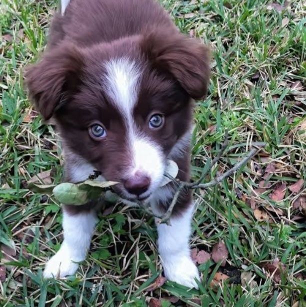Border collie cachorro