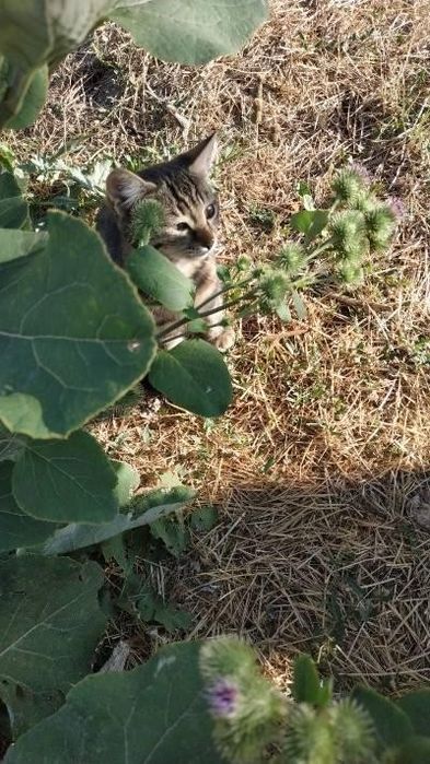 Кошечка и котикв хорошие руки