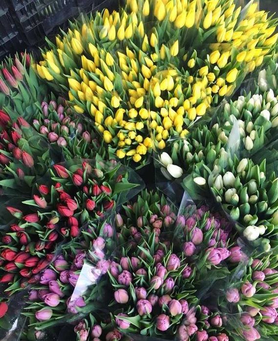 Цибулини тюльпанів на опт