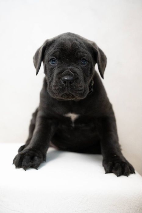 Cane Corso щенята