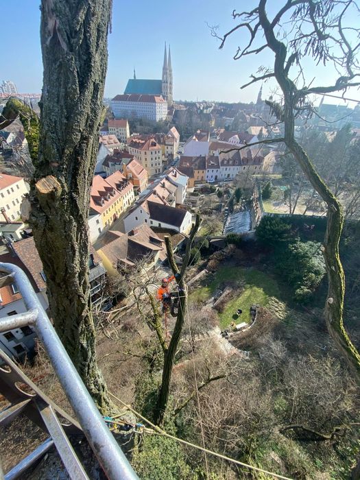 Wycinka Pielęgnacja drzew Arborystyka Zrębkowanie gałęzi. DN ARBO