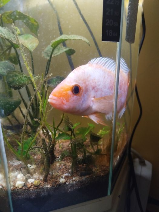 Tenho fêmea Midas para venda