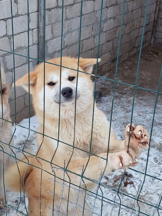 Дівчинка акіта іну в добрі руки