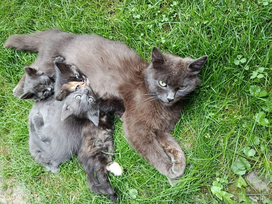 Віддам кошенят безкоштовно у добрі руки