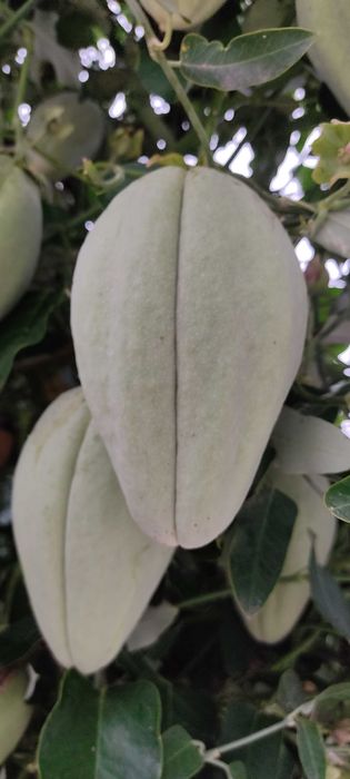 Chuchu do mato (planta)