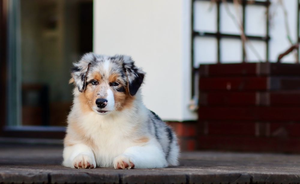 Owczarek australijski typ amerykanski samiec