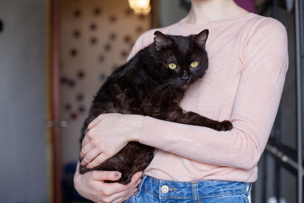 Зник кіт. Терміново шукаю чорного котика Барні