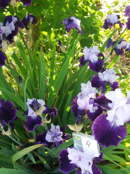 Квіти. Іриси. Мікс.