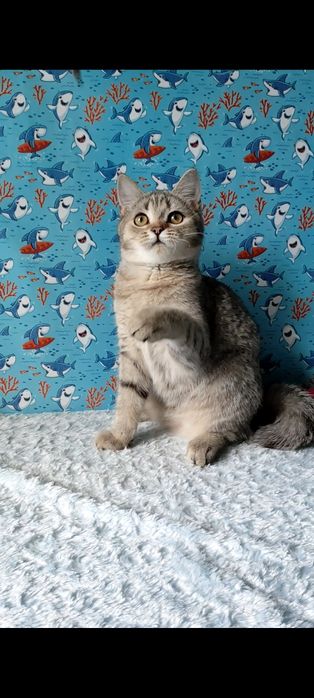 Дівчинка скотіш страйт.