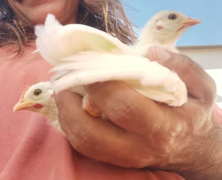 Seramas, as mais pequenas do mundo