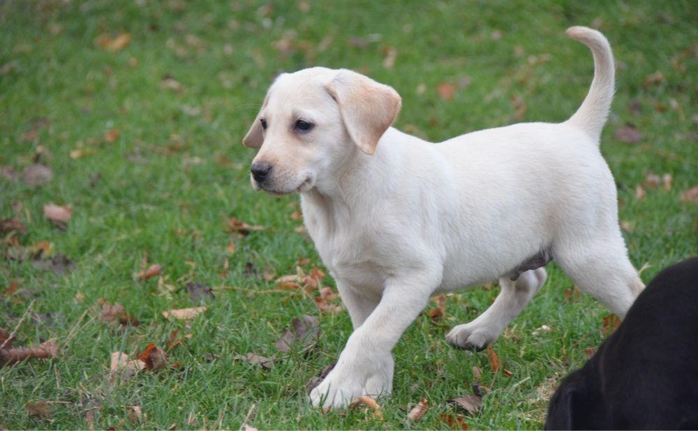 Szczeniak labrador