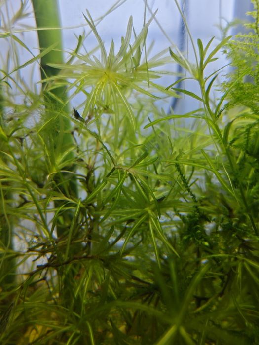 Guppy Grass (Najas guadalupensis) – Planta Ideal para Alevins e Camarões!