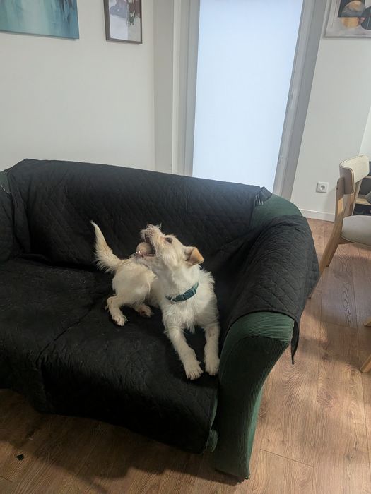 Cão jovem muito sociável, chip, vacinas e castrado