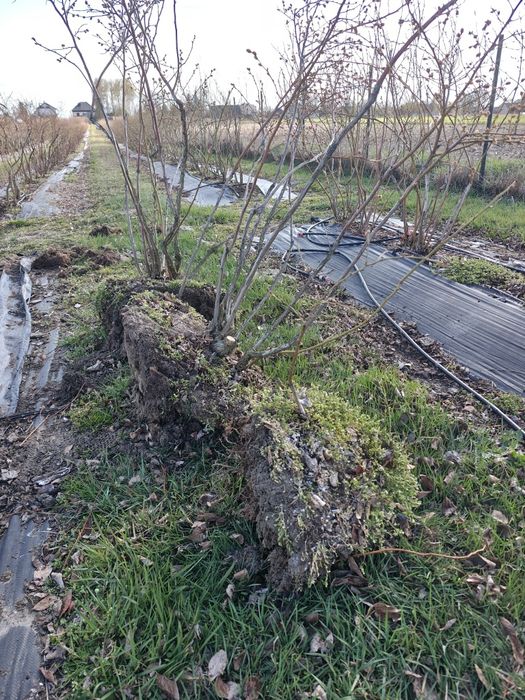 Krzewy borówki amerykańskiej