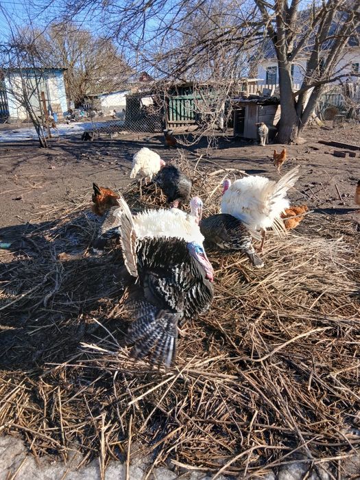 Продам індиків,домашніх ,білі