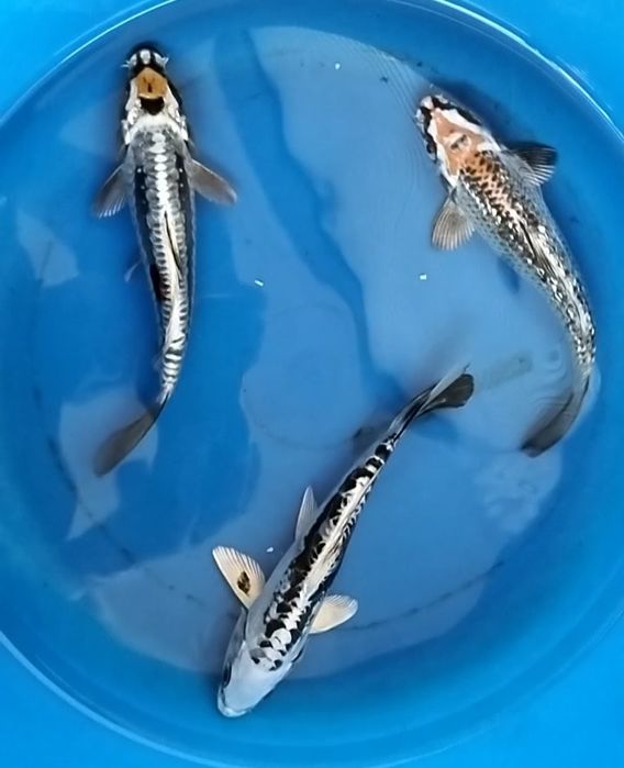 Carpa koi classe A 16 a 18 cm