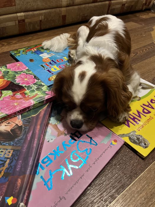 В’язка кавалер кінг чарльз спанієль