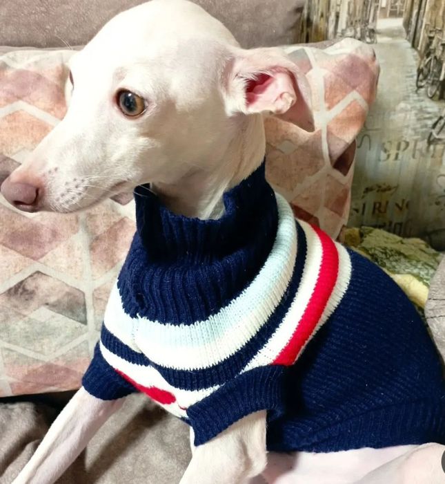 В'язка(Случка) Левреток ( італьянський грейхаунд).Королівська порода