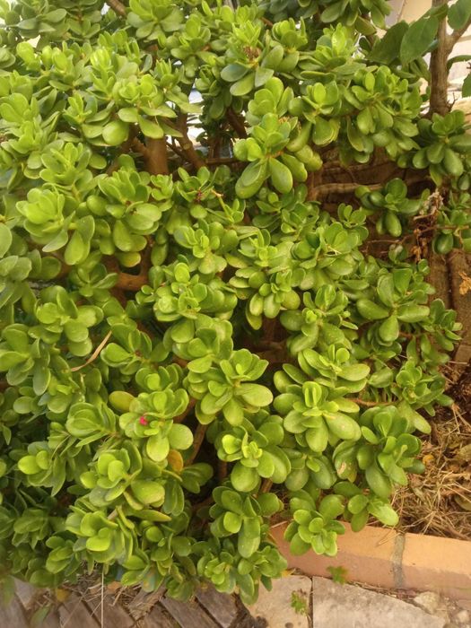 Planta de Jade,