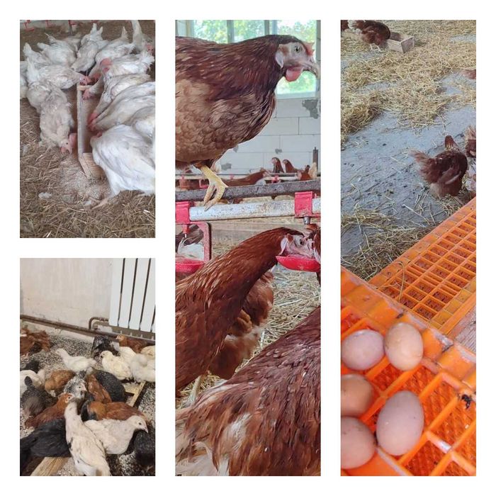 Продам кури несушки! Доставка безкоштовна. Чутове!