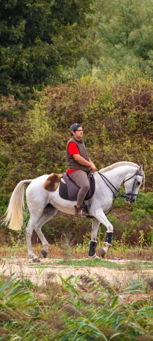 Égua  montada  e engatada