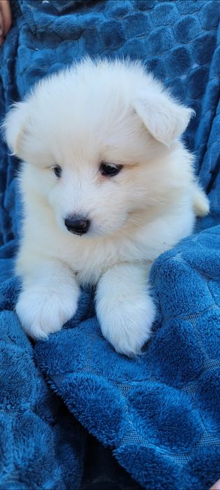 Suczka rasy Samoyed