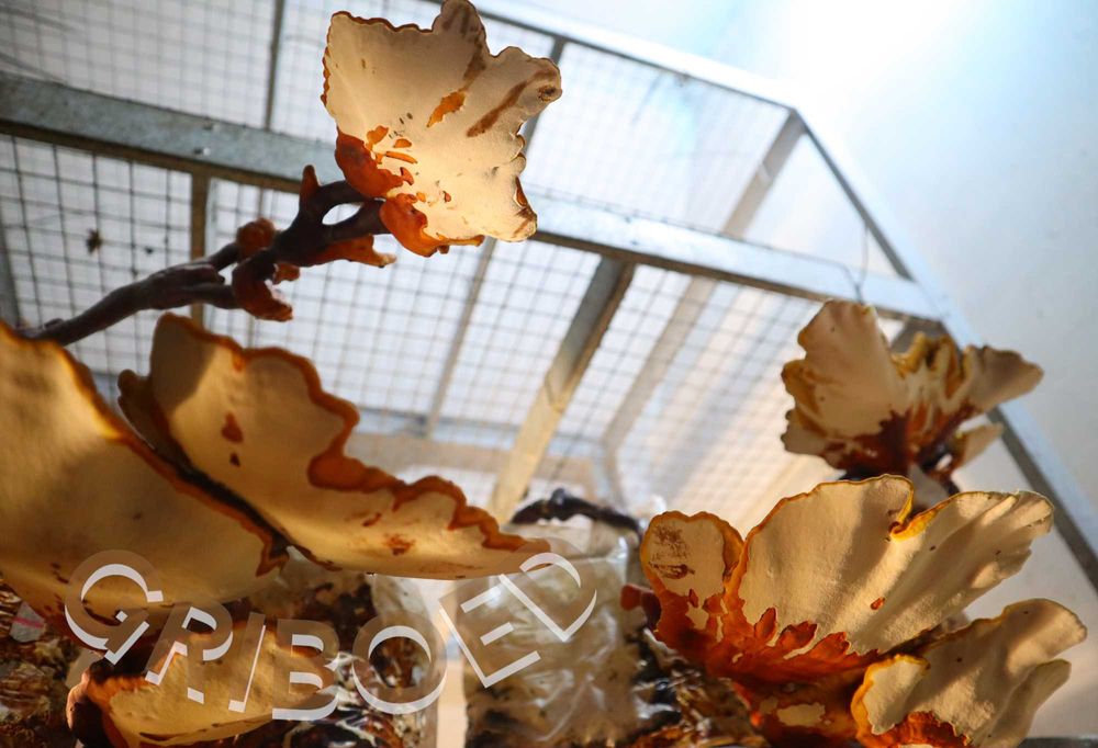 Гриб РЕЙШІ - 250 грам. Плодові тіла, перемелені на порошок.