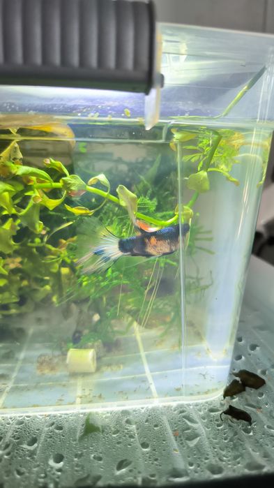 Betta halfmoon black turquoise metalic