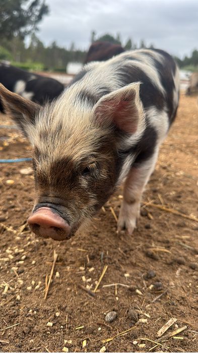 Porcos  KuneKune