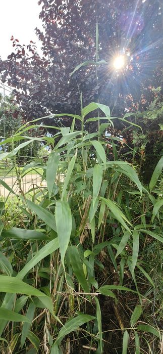 Egzotyczne mrozoodporne bambusy wielkolistne gat. pseudosasa japanica