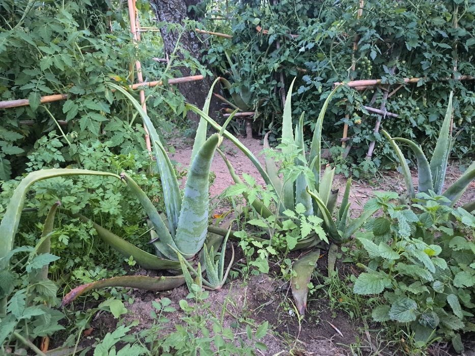 Folha Aloe Vera fresca