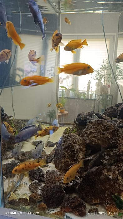 Akwarium 250l kostka oświetlenie LED sump malawi