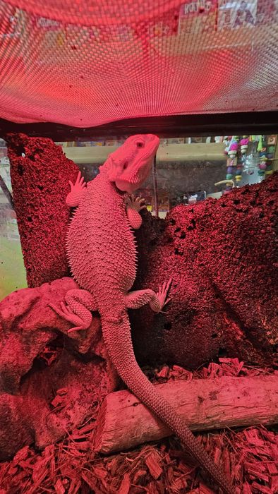 Agama brodata samiec .