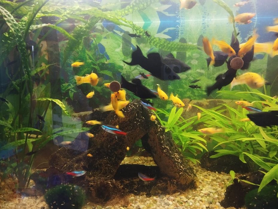 Sprzedam molinezje czarne , gupiki