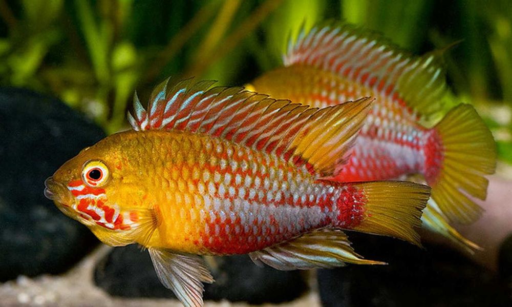 Pielęgniczka hongsloi - Apistogramma hongsloi - dowóz, wysyłka