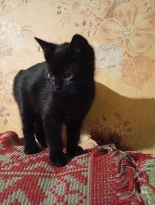 Кошеня в добрі руки