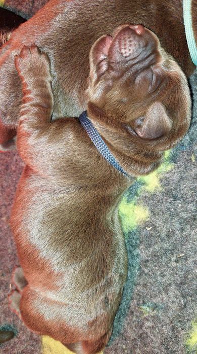 Labrador Retriever ZKwP/FCI- czekoladowy piesek