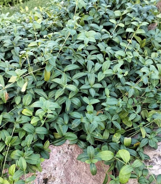 Barwinek pospolity mrozoodporny