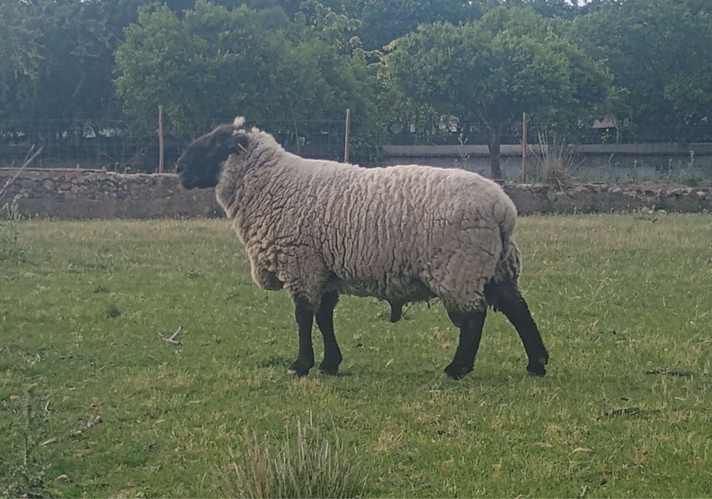 Carneiro Suffolk
