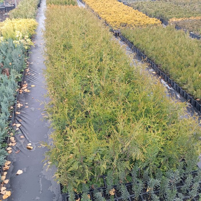 Туя Смарагд, Брабант, Колумна, Даника, Смарагд Голд, Міріам та ін.