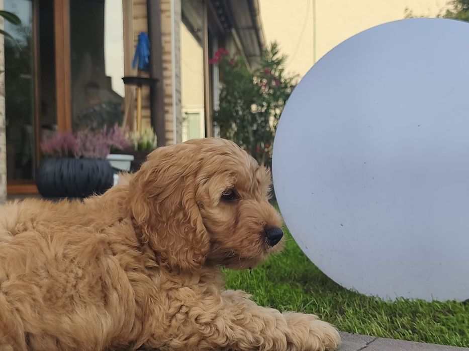 Cockapoo sliczny piesek