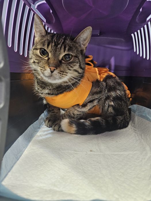 Proludzka kotka do adopcji