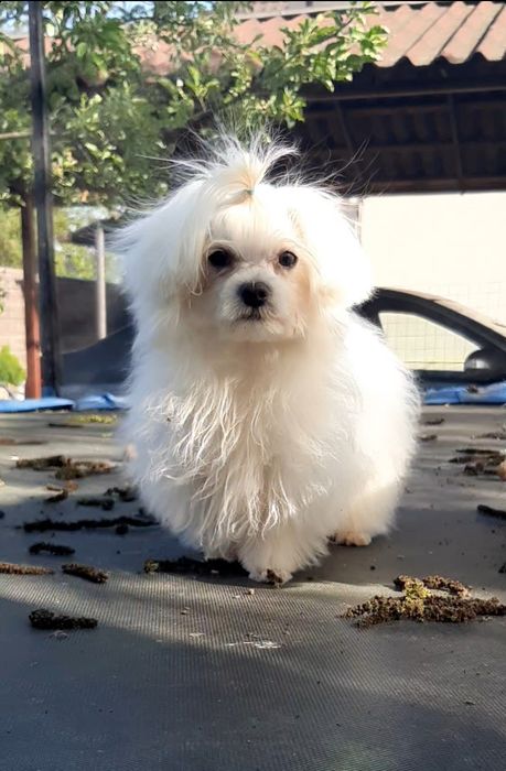 Хлопчики  мальтезе