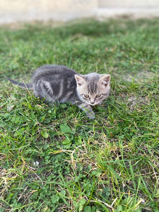 Шотландські кошенята