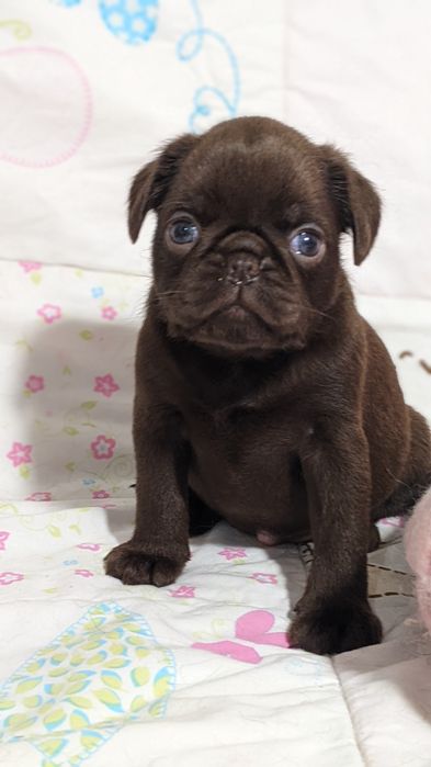 Пті брабансон, грифон дівчинка