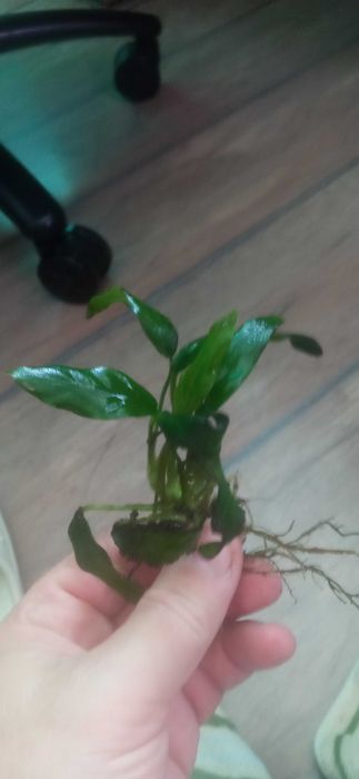 Anubias minima-roślina akwariowa
